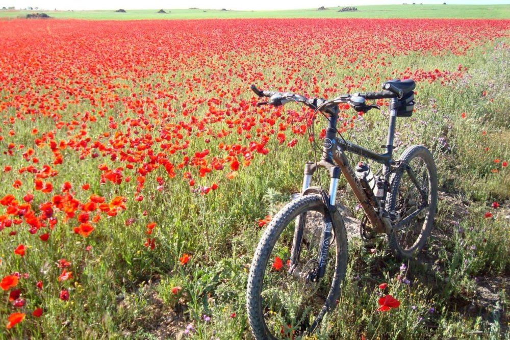 Пейзаж с велосипедом