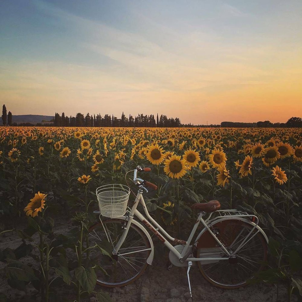 Велосипед на природе