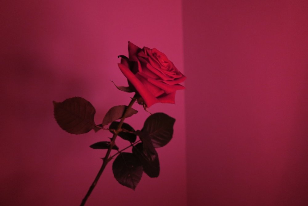 Эстетика красного и розового