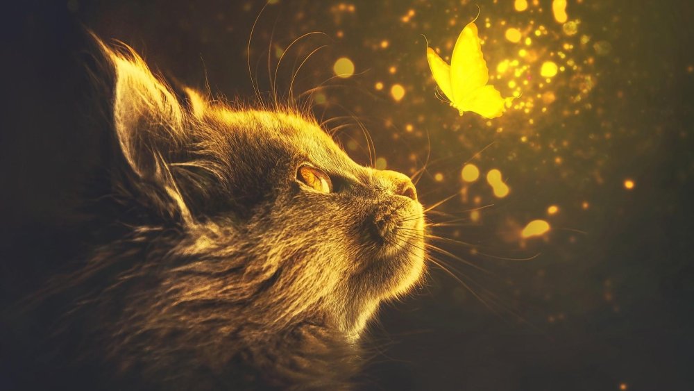 Коты Воители Фиалковая звезда