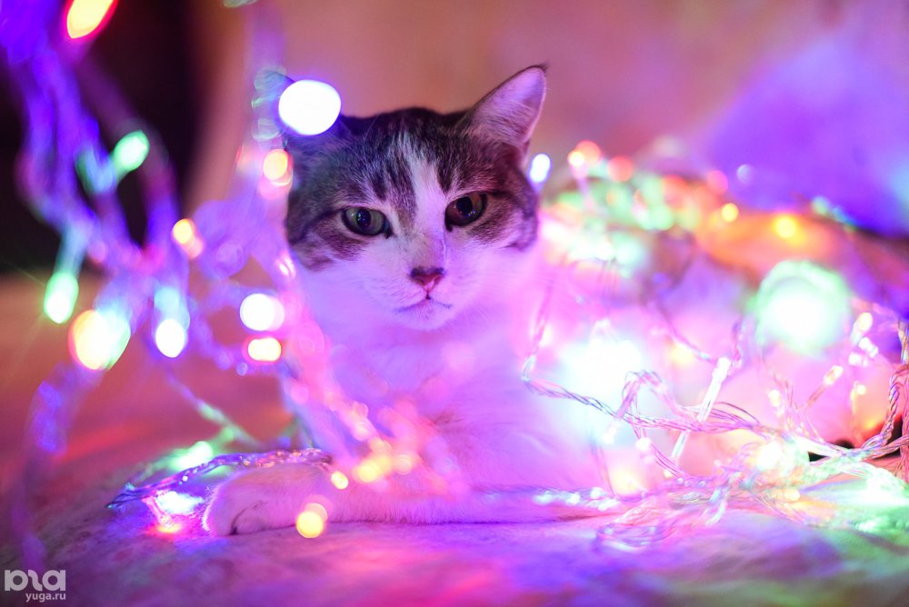 Светящиеся котики