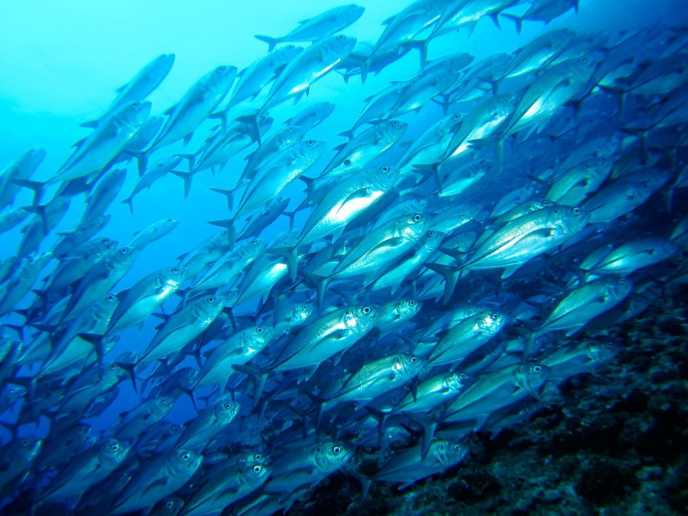 Рыбы под водой