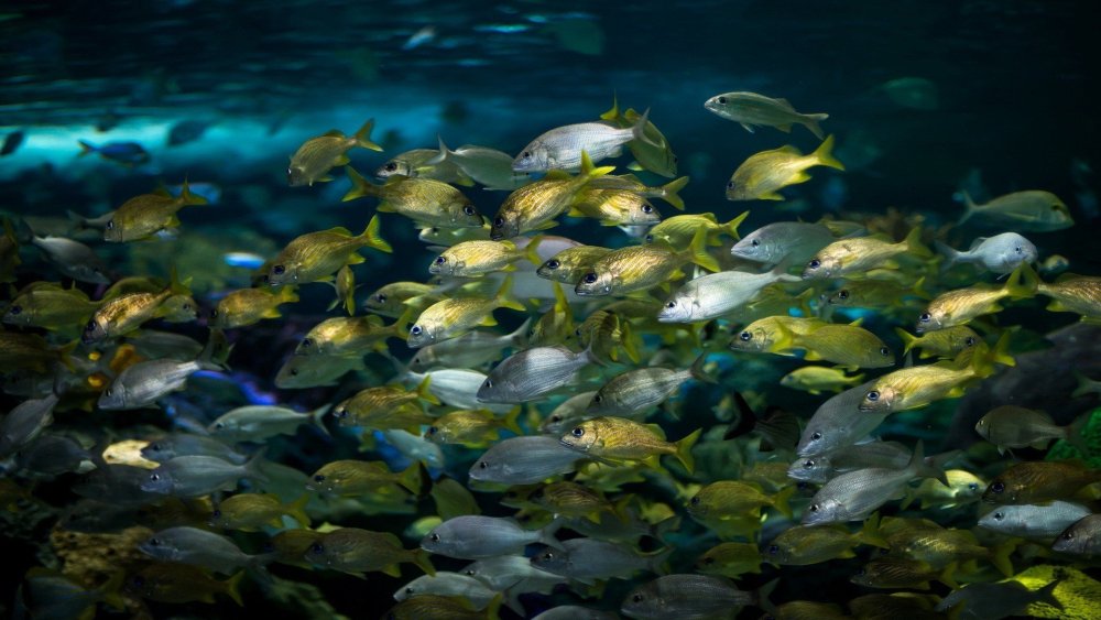 Рыба в воде