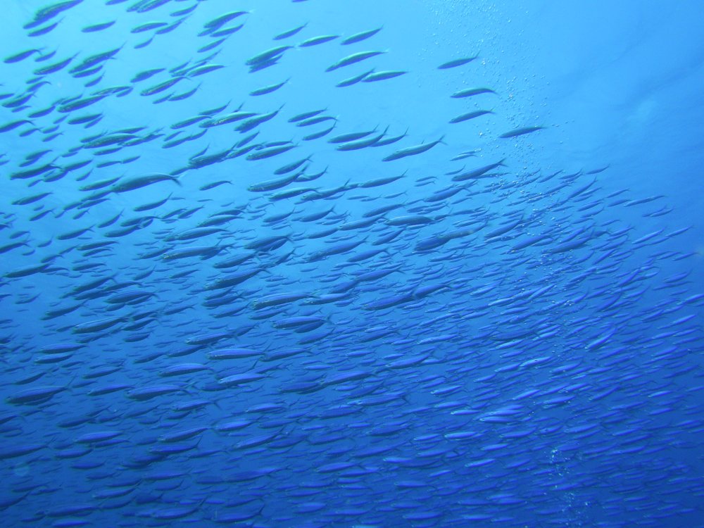 Барракуда Мальдивы