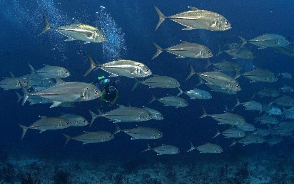 Рыбы в океане