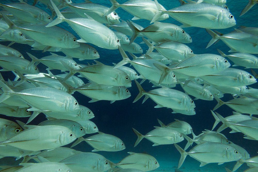 Зимовальные миграции рыб