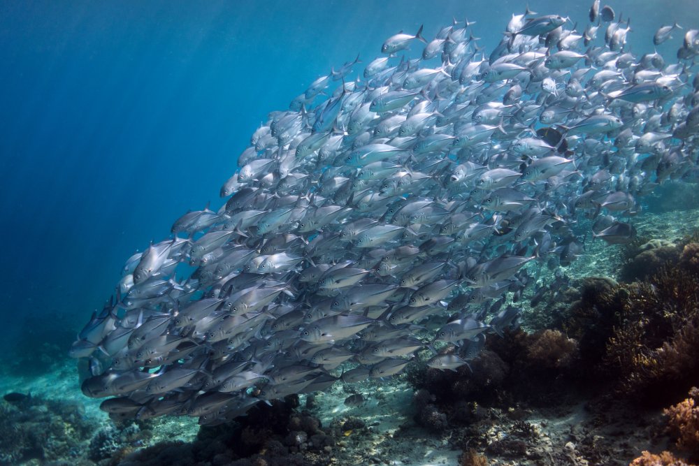 Рыбы Адриатического моря