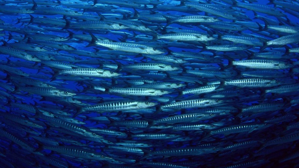 Рыбы в прозрачной воде