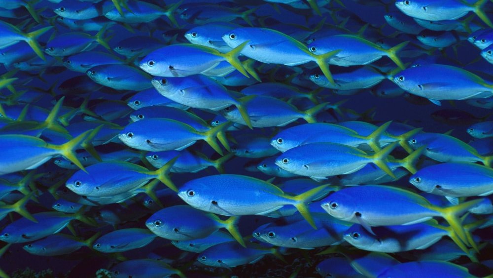 Много рыбок