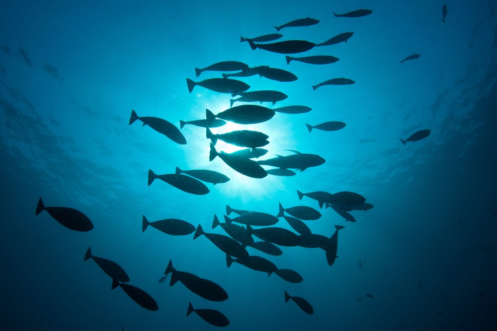 Сельдь в море