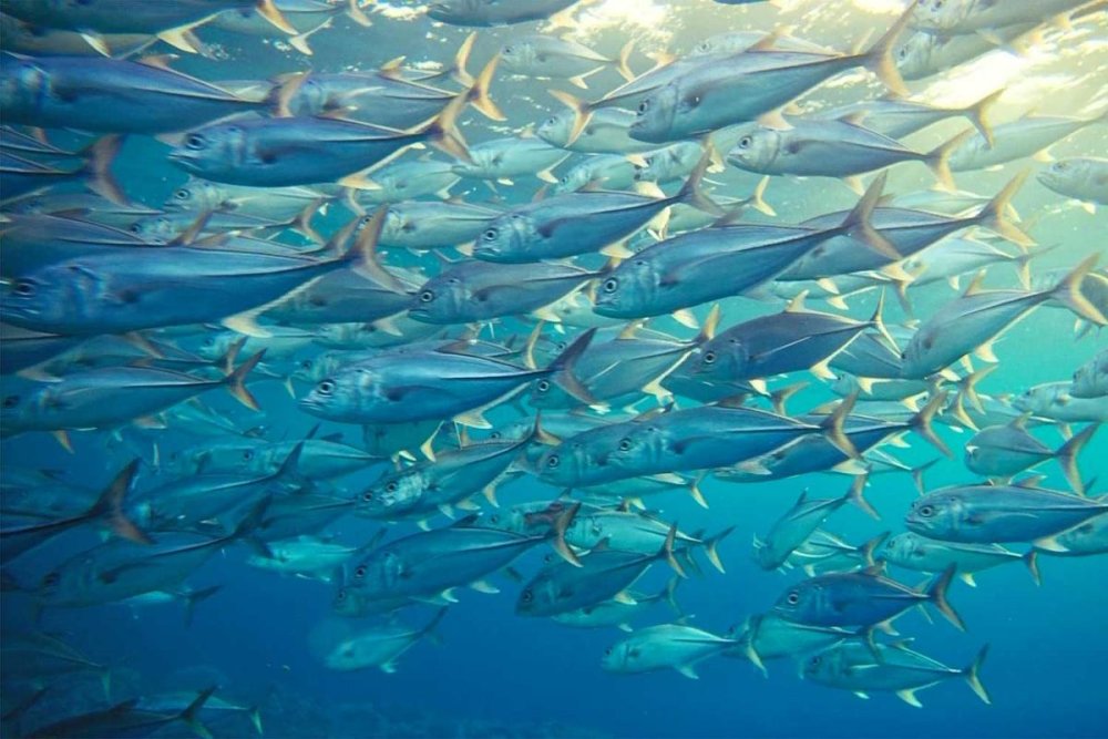 Косяк тунца