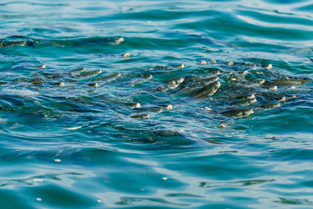 Миграция рыб