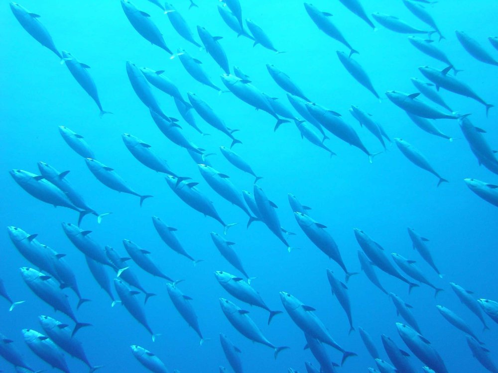 Каранкс рыба стая