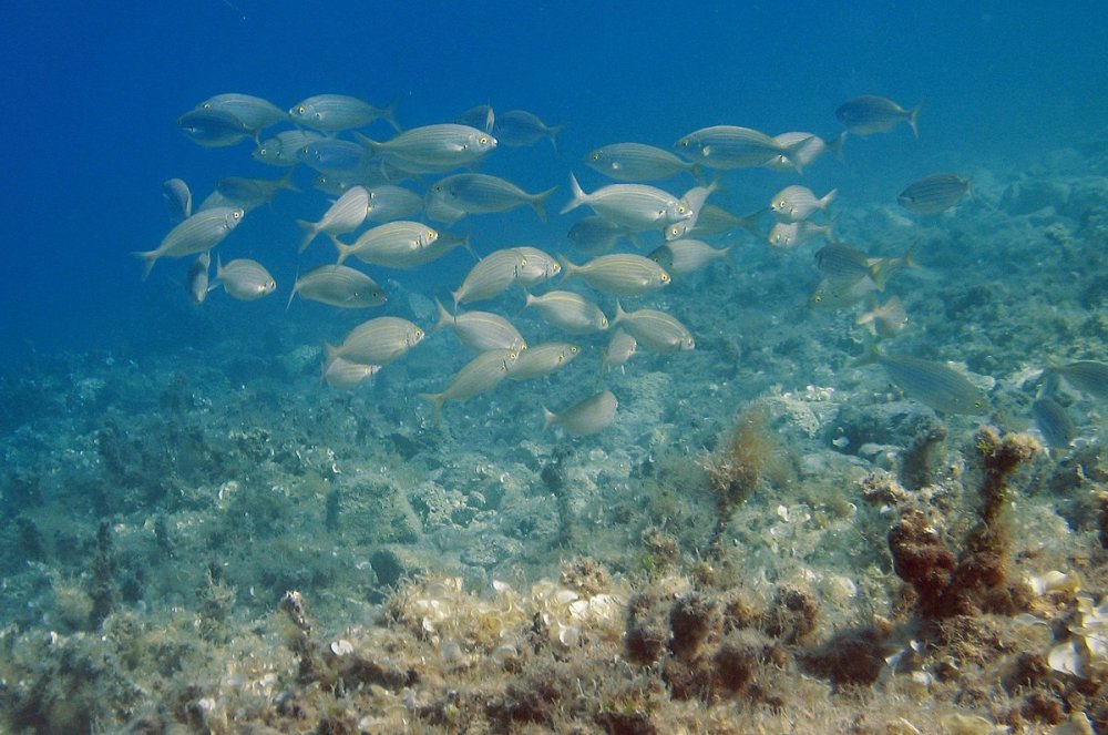 Подводный мир стаи рыб