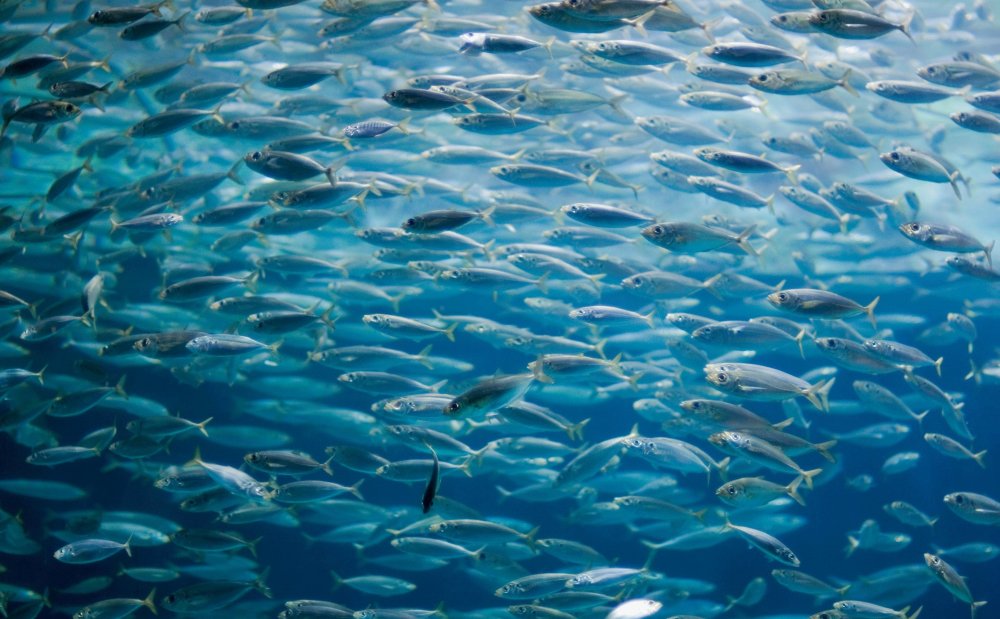 Стаи рыб в океане