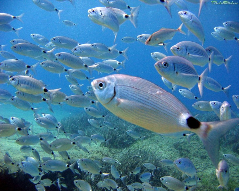 Рыба попугай Египет