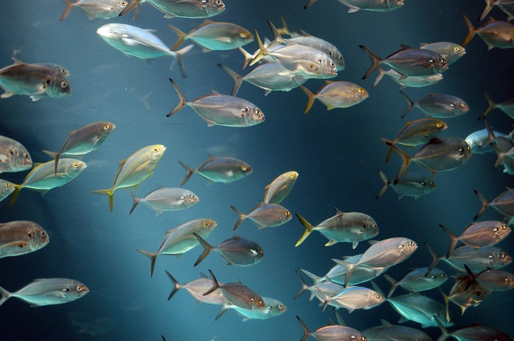 Мелкая морская рыба