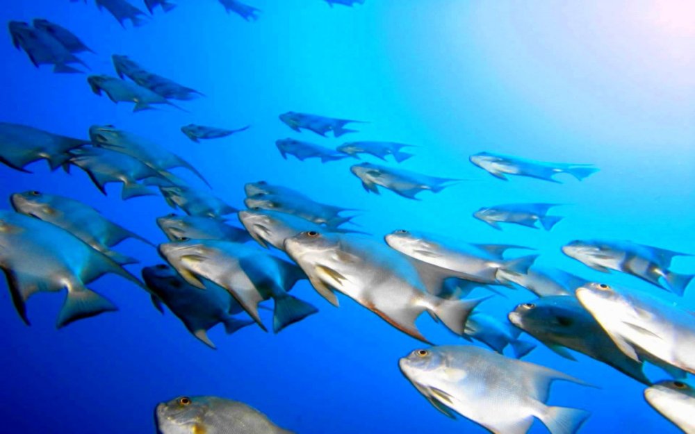 Рыбки на рабочий стол