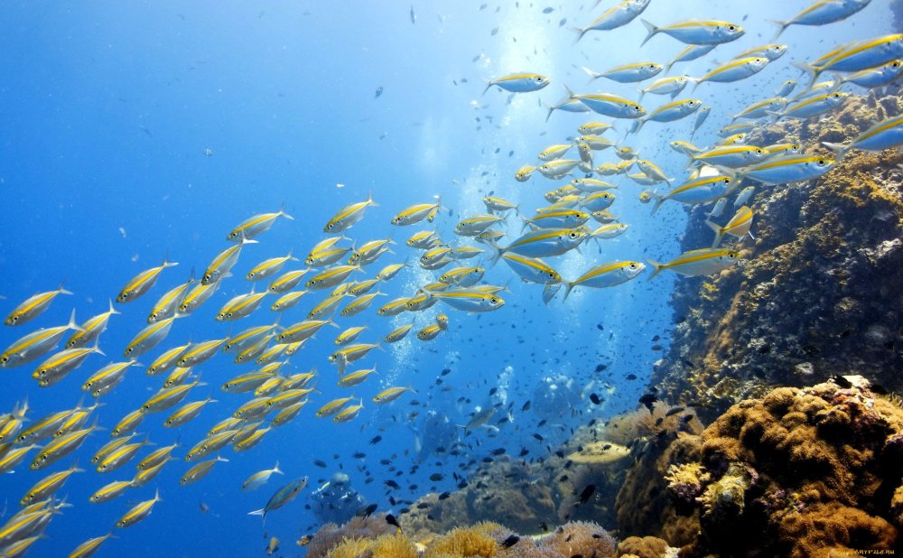 Миграция рыб