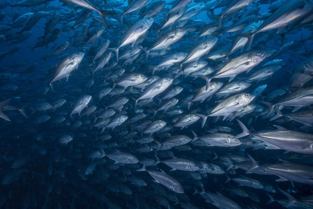 Стая рыбок в море