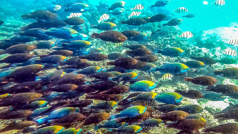 Коралловые рифы Египет Макади