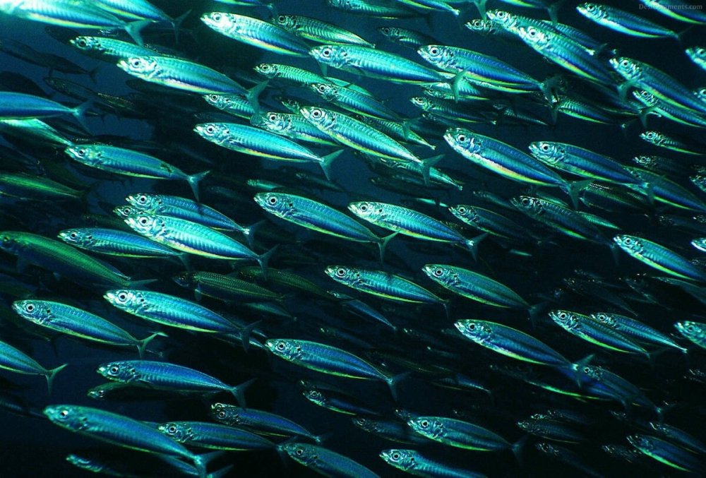 Костные рыбы