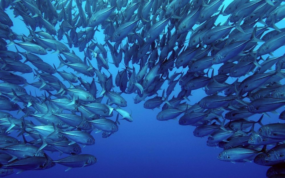 Сельдеобразные килька