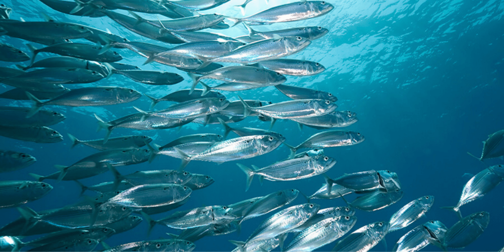 Сардина отряд рыб