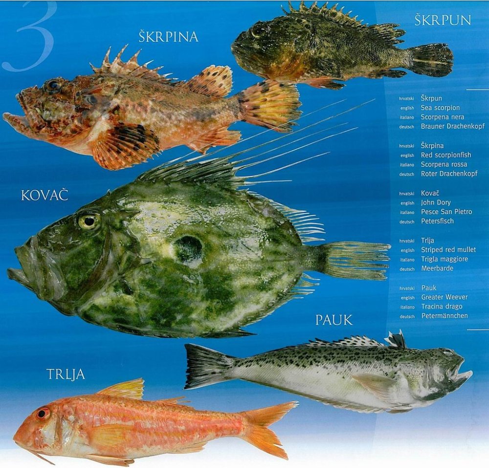 Атлантическая сельдь нерест