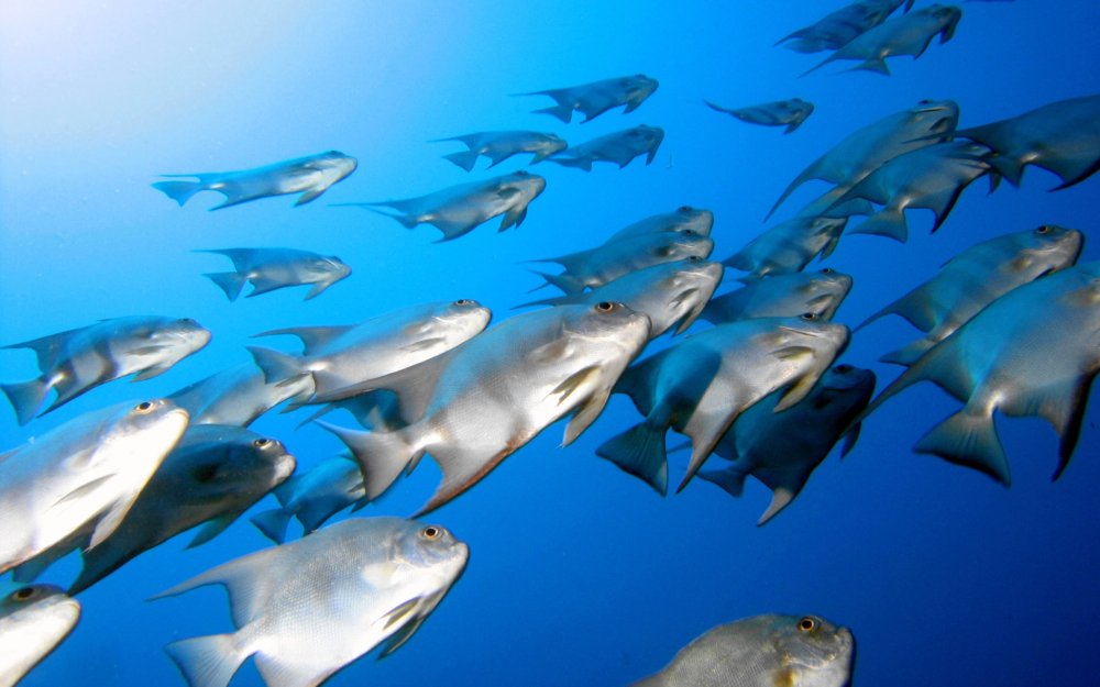 Подводный мир Египта Шарм-Эль-Шейх