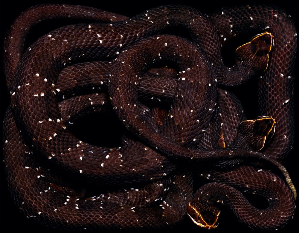 Змеи питон черный