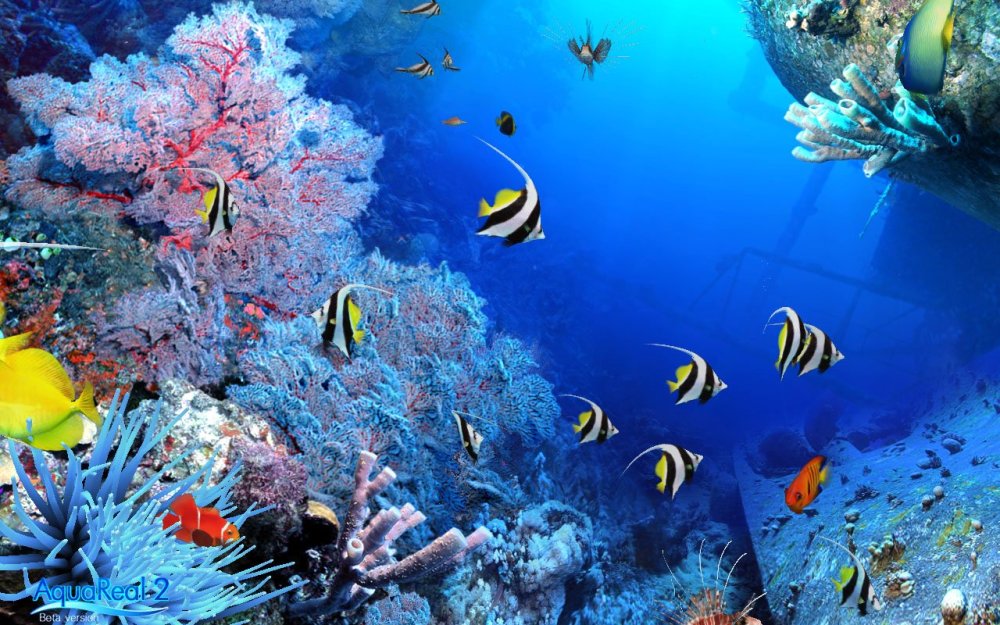 Подводный мир красного моря