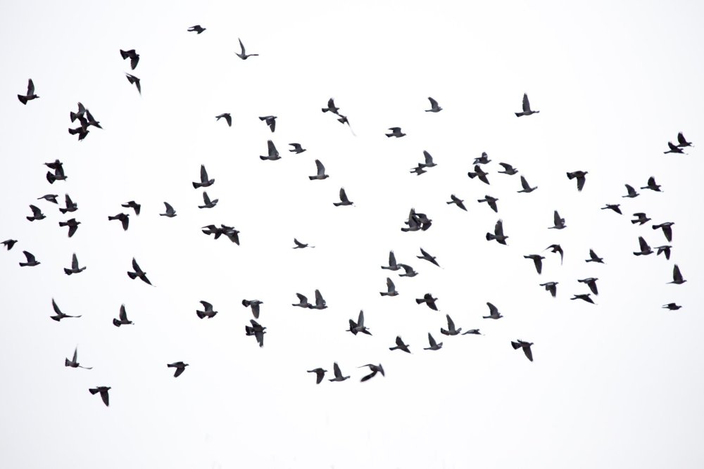 Черные птицы на белом фоне