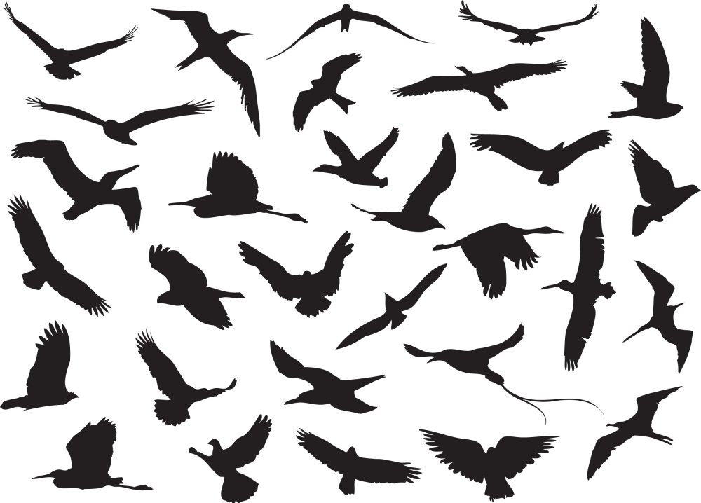 Силуэт птицы в полете