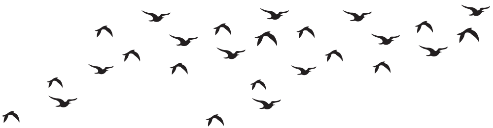Стая птиц на белом фоне