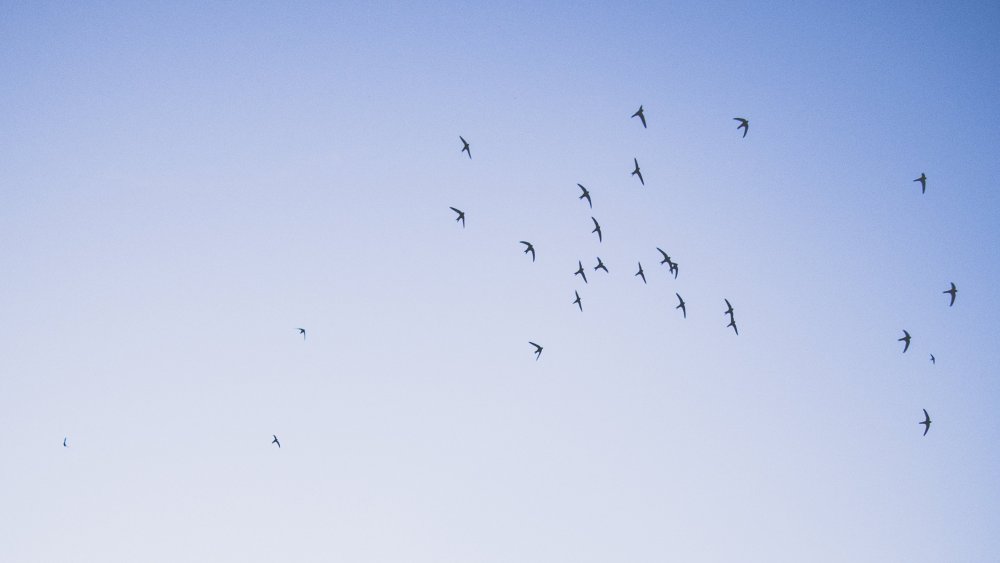 Птицы вдалеке