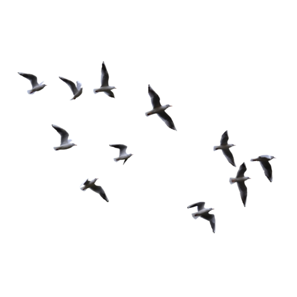 Стая чаек на прозрачном фоне