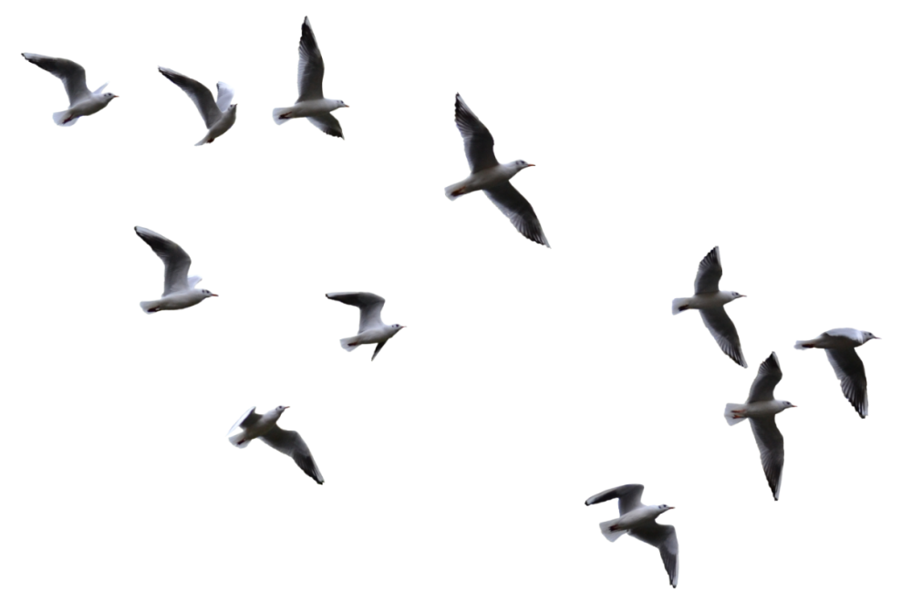 Стая птиц для фотошопа