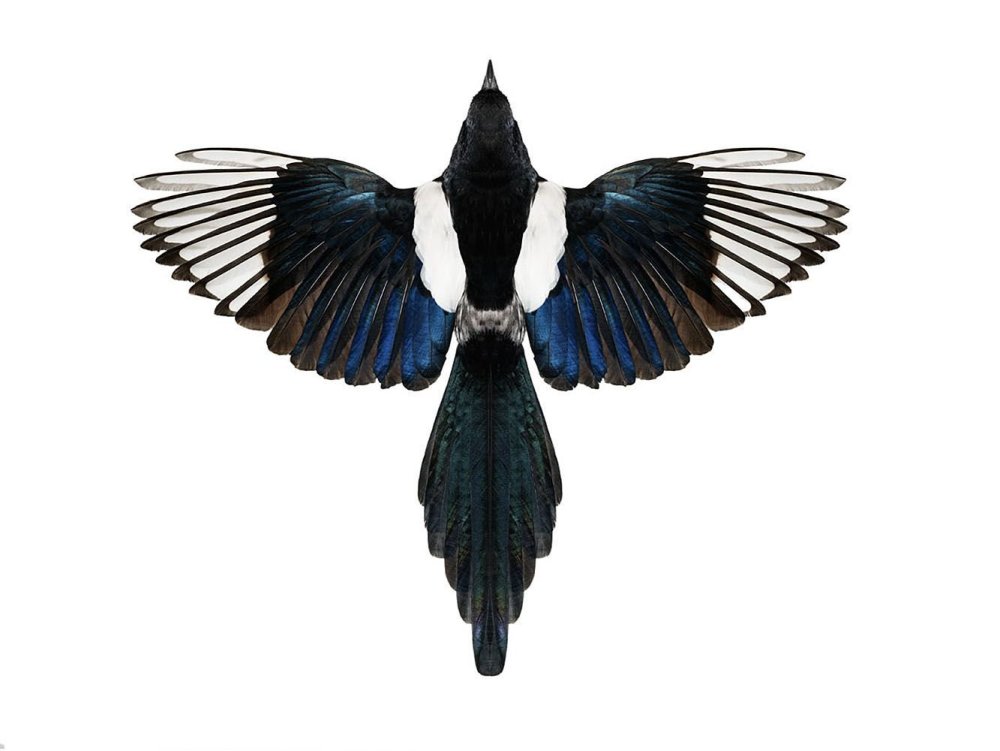 Хвост птицы