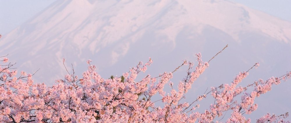 Любовь деньги рок-н-ролл Сакура