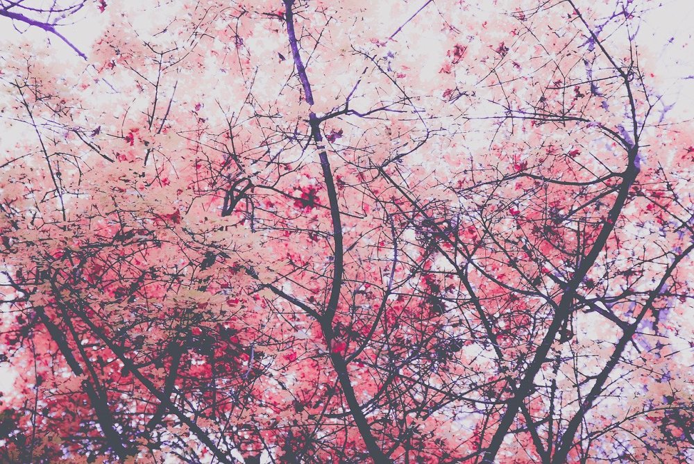 Черри блоссом аниме Эстетика