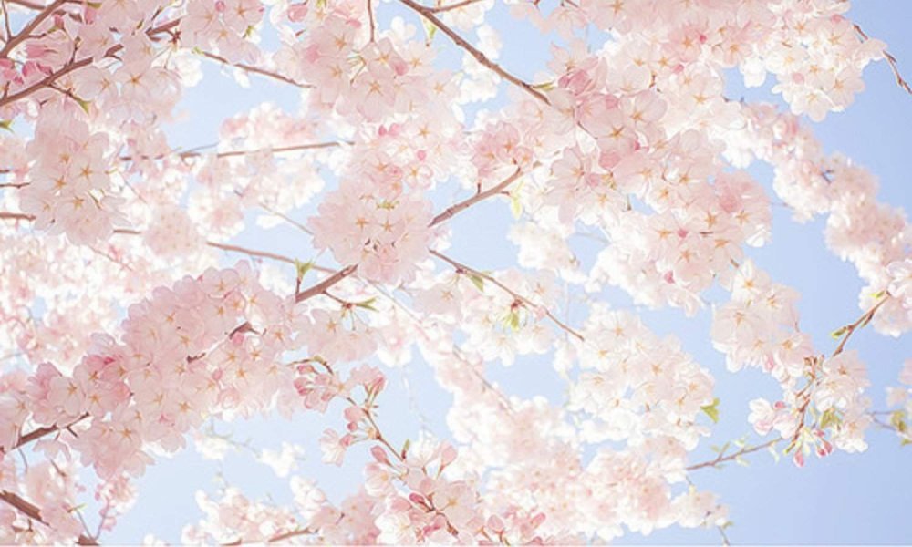 Сакура аниме