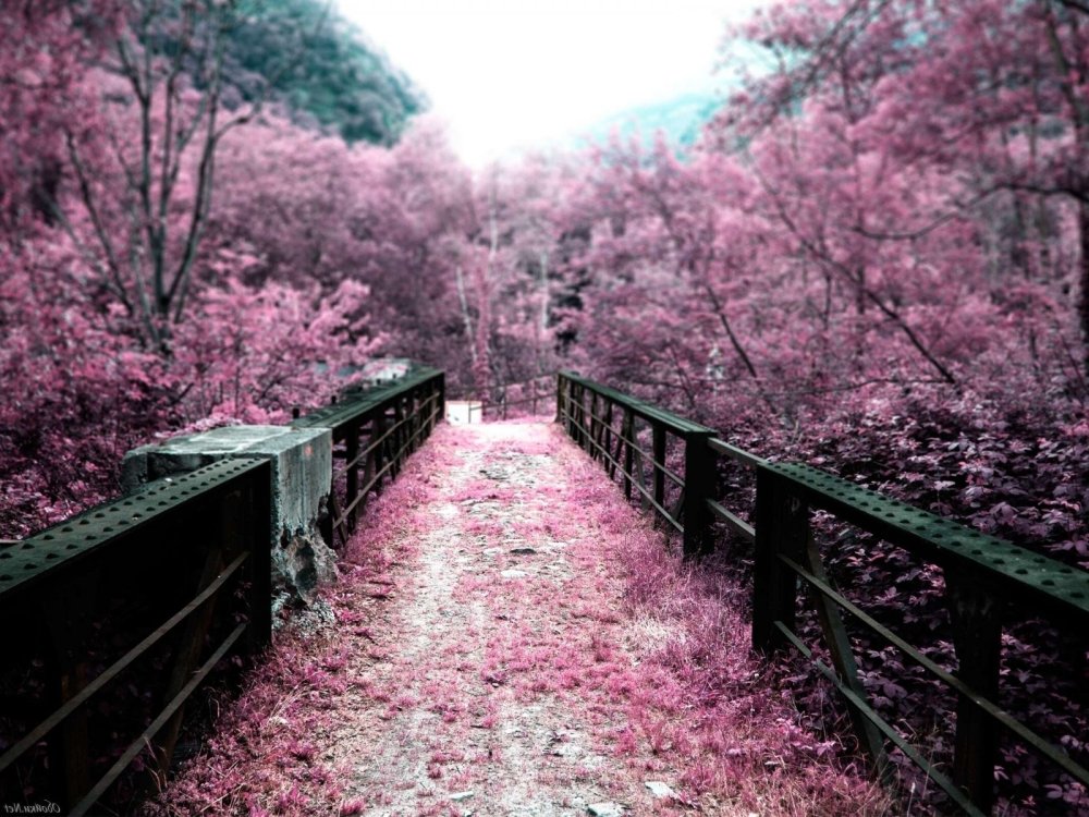 Красивый фон в японском стиле