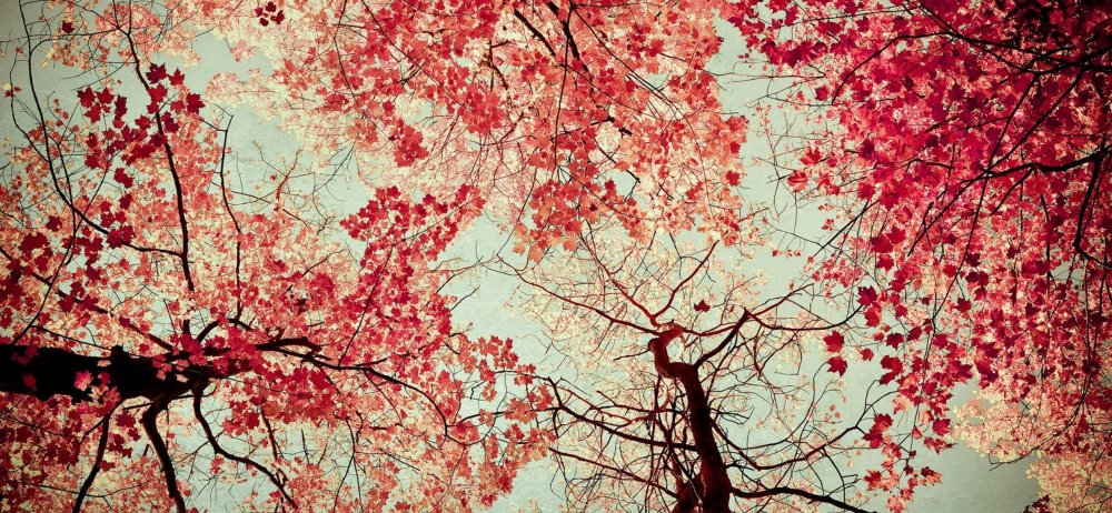 Сакура черри блоссом дерево