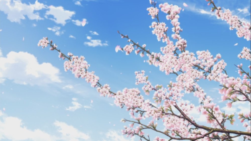 Сакура пикс