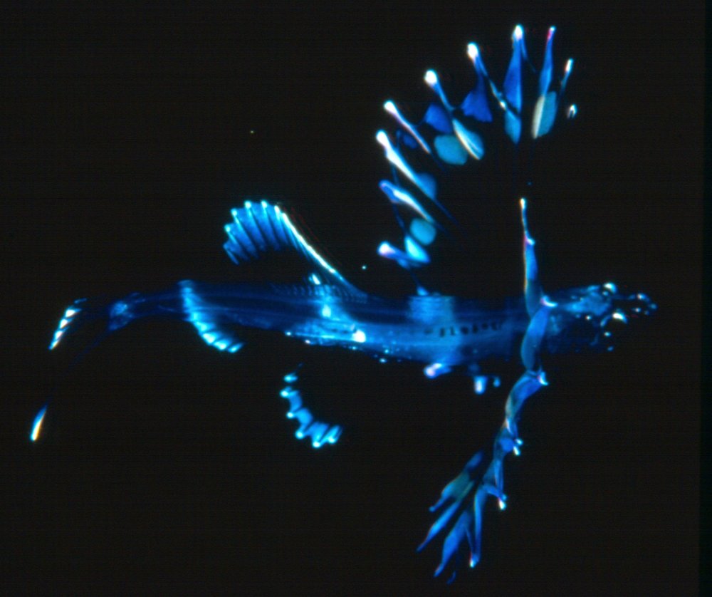 Светящиеся рыбы на глубине