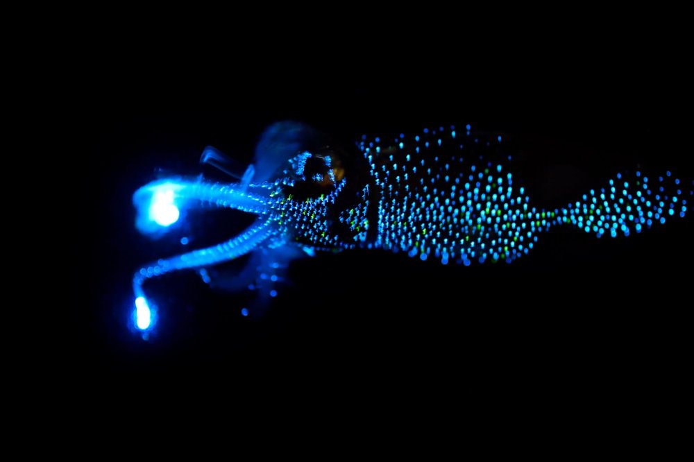 Биолюминесценция кальмар