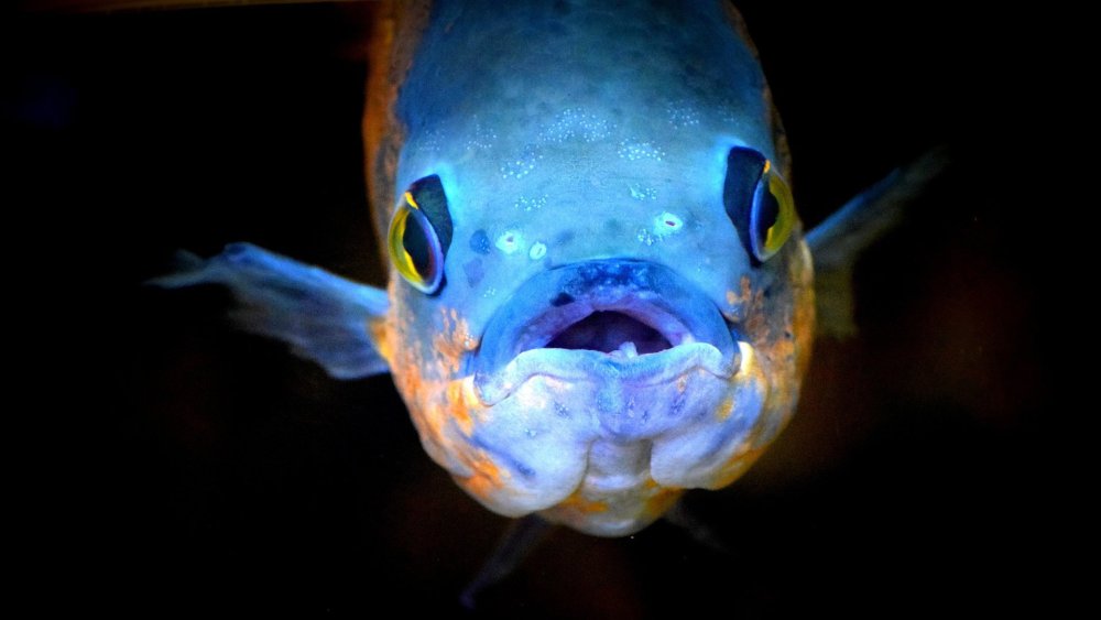 Сельдяной Король рыба