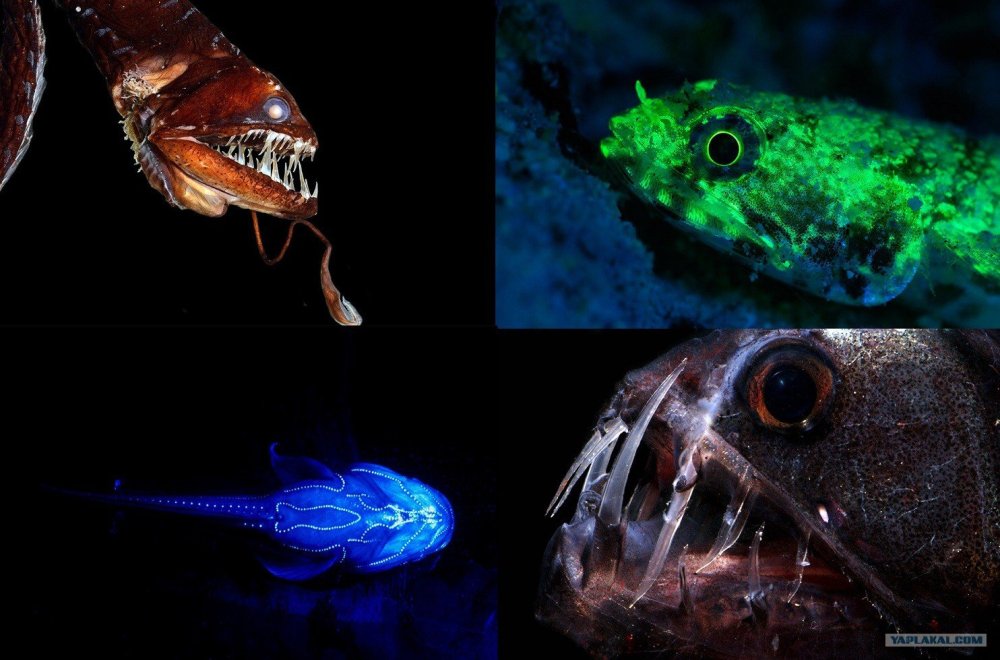 Биолюминесценция глубоководных рыб