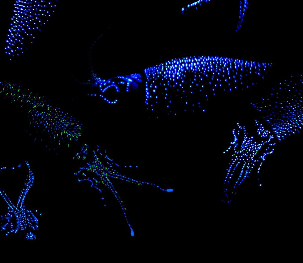 Биолюминесценция осьминог глубоководный